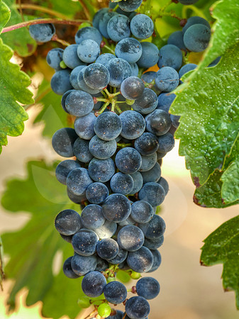 Cabernet Sauvignon