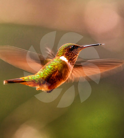 Colibri à  couronne verte
