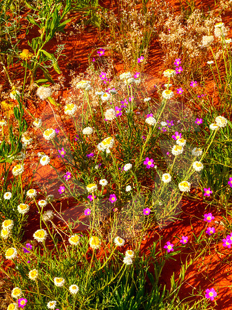 Fleurs du désert