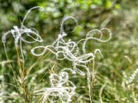 Herbes qui dansent sous le soleil et le vent d'été en Provence.