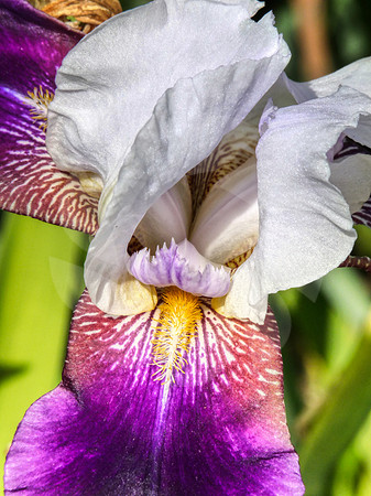 Iris royal blanc et Violet