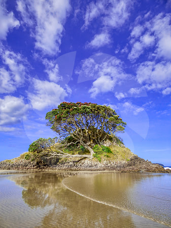 L'arbre rouge perché  Nouvelle Zélande
