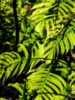 Liane de phylodendron