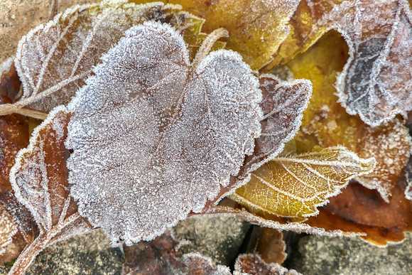 Beauté d'hiver