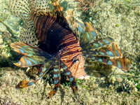 Poisson Lion Nouvelle Calédonie