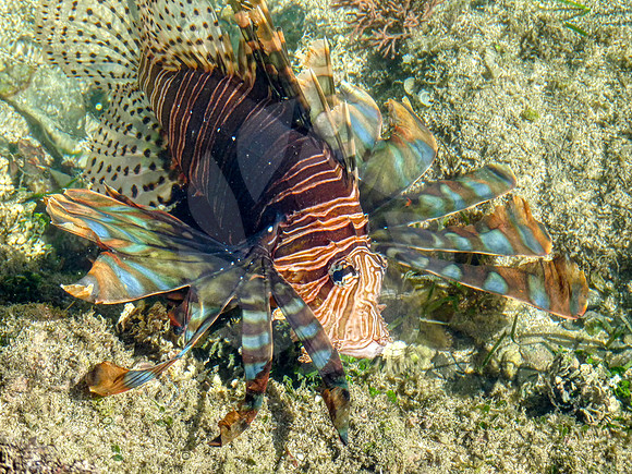 Poisson Lion Nouvelle Calédonie