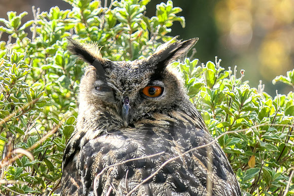 Grand Duc dans le jardin