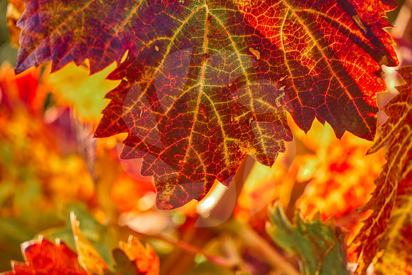 Feuille rouge