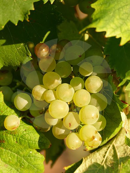 Vermentino