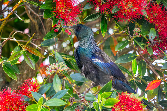 Oiseau Tui Nouvelle Zélande