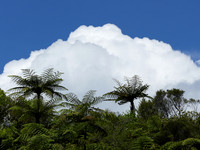 Nuage blanc et  fougères arborescentes