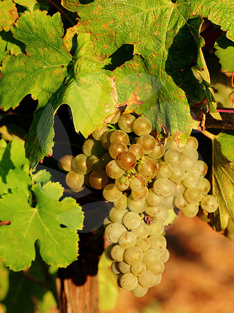 Grenache blanc