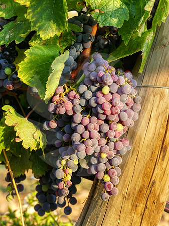 Clairette rosé