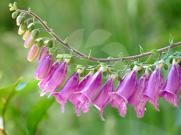 Fleurs de digitale